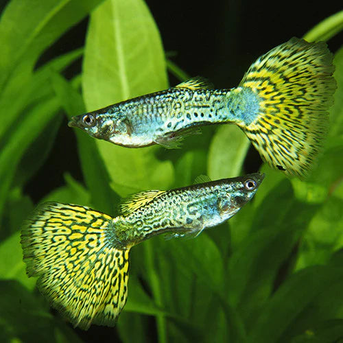 Green Platinum Guppy X 1 PAIR