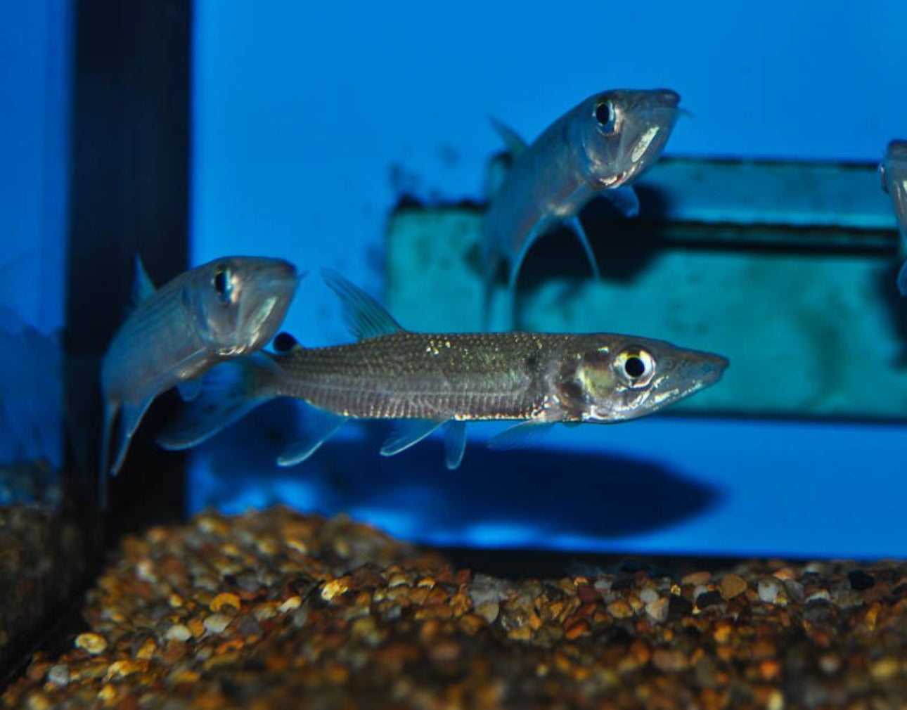 African Pike (Hepsetus odoe)