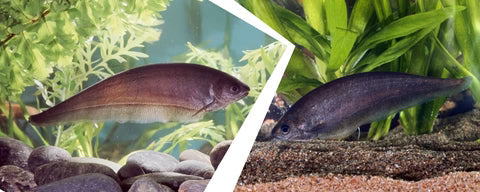 African knifefish