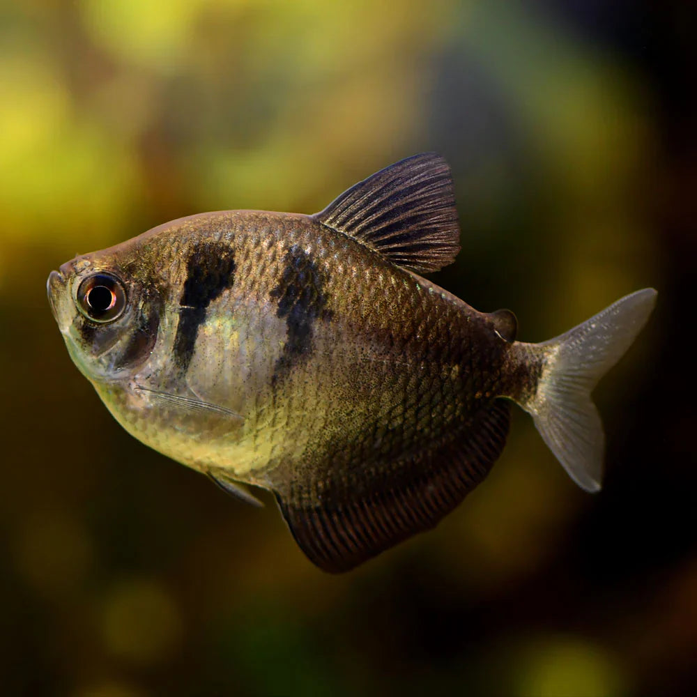 Black Tetra PACK OF 6