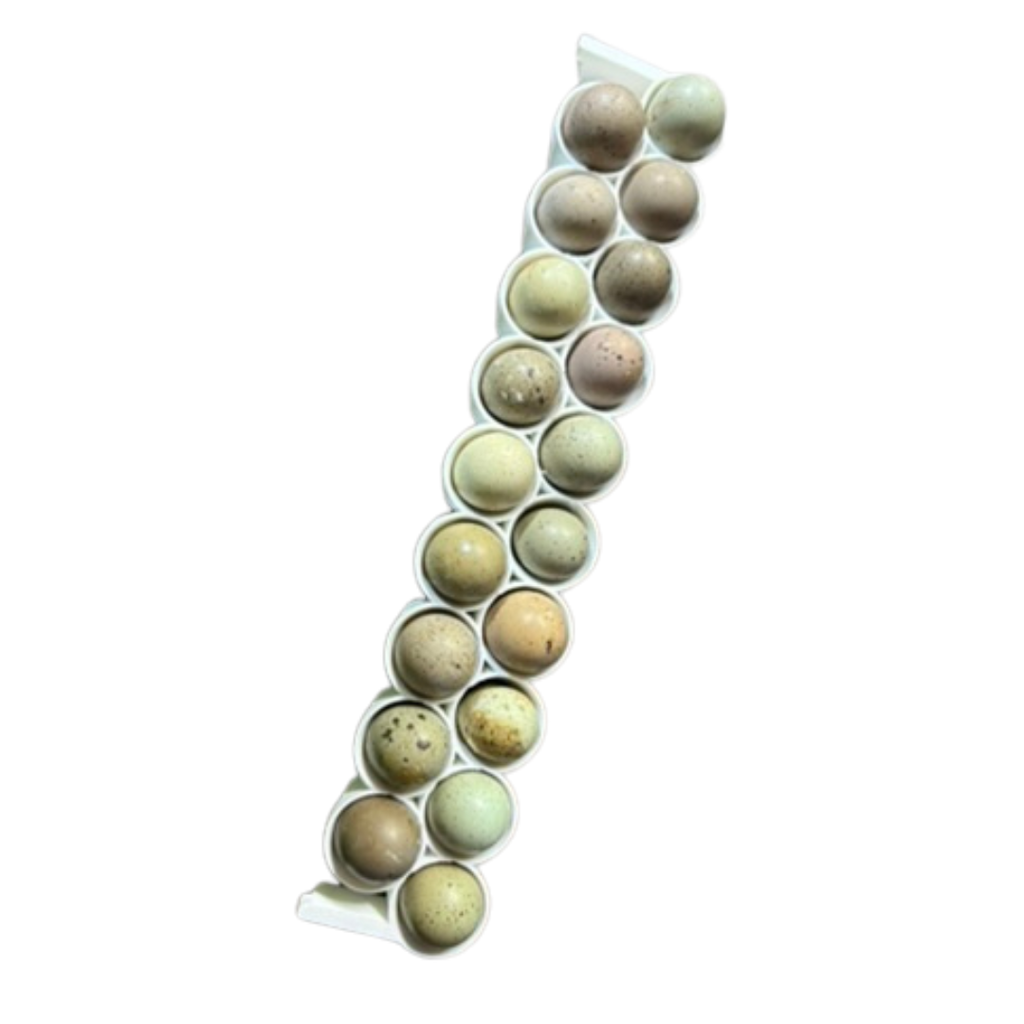 Standard & Button Quail Egg Rails for Cimuka®/Hatching Time® Incubators (CT-Series)
