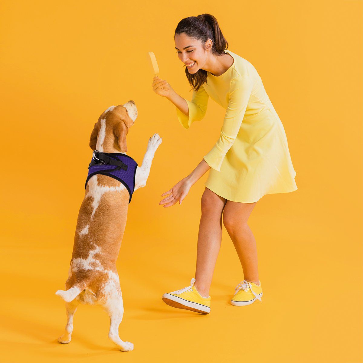 York Mesh Dog Harness