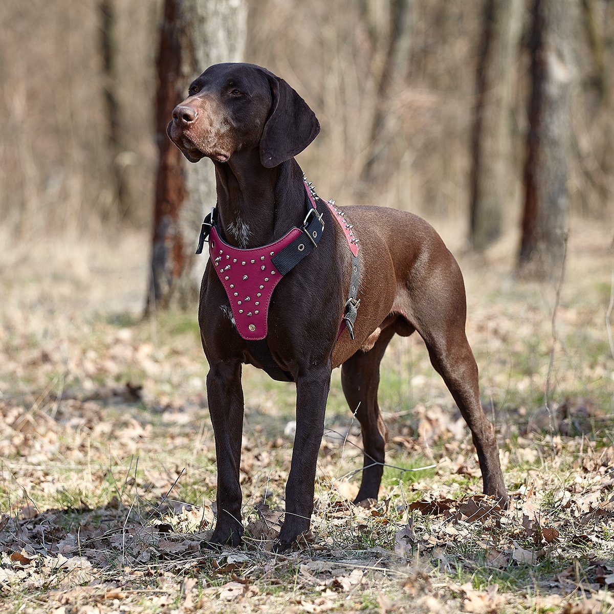 Leather + Nylon Spiked Dog Harness
