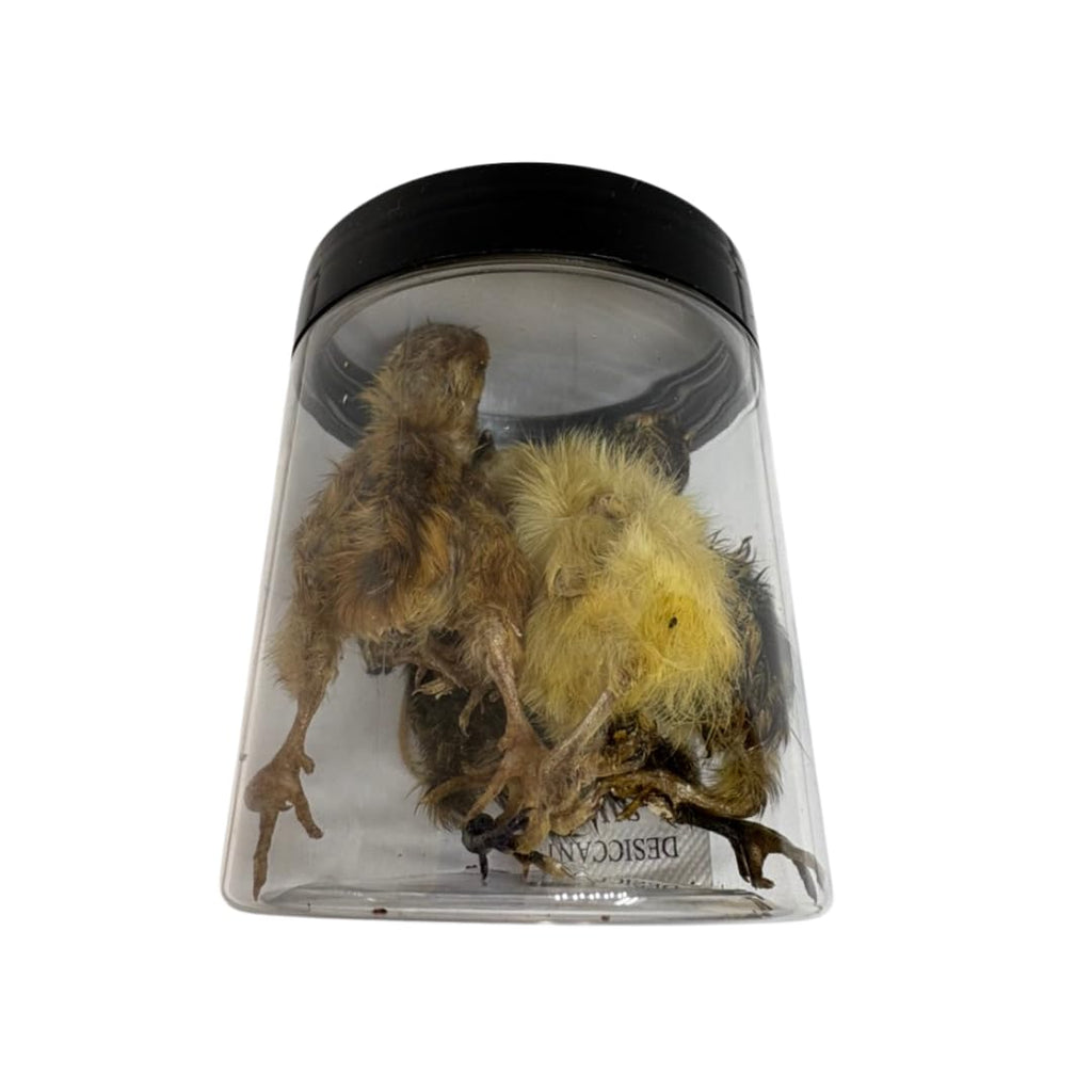 Whole Quail for Carnivore Pets - Premium Quality Natural Pet Treats Quail - Natural Prey Feeding Quail - Freeze-Dried for Essential Nutrients and Enzymes Small Size 5 Count