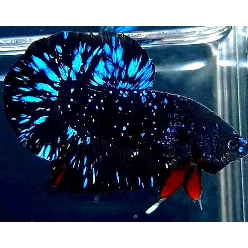 Avatar Betta Fish (Male)