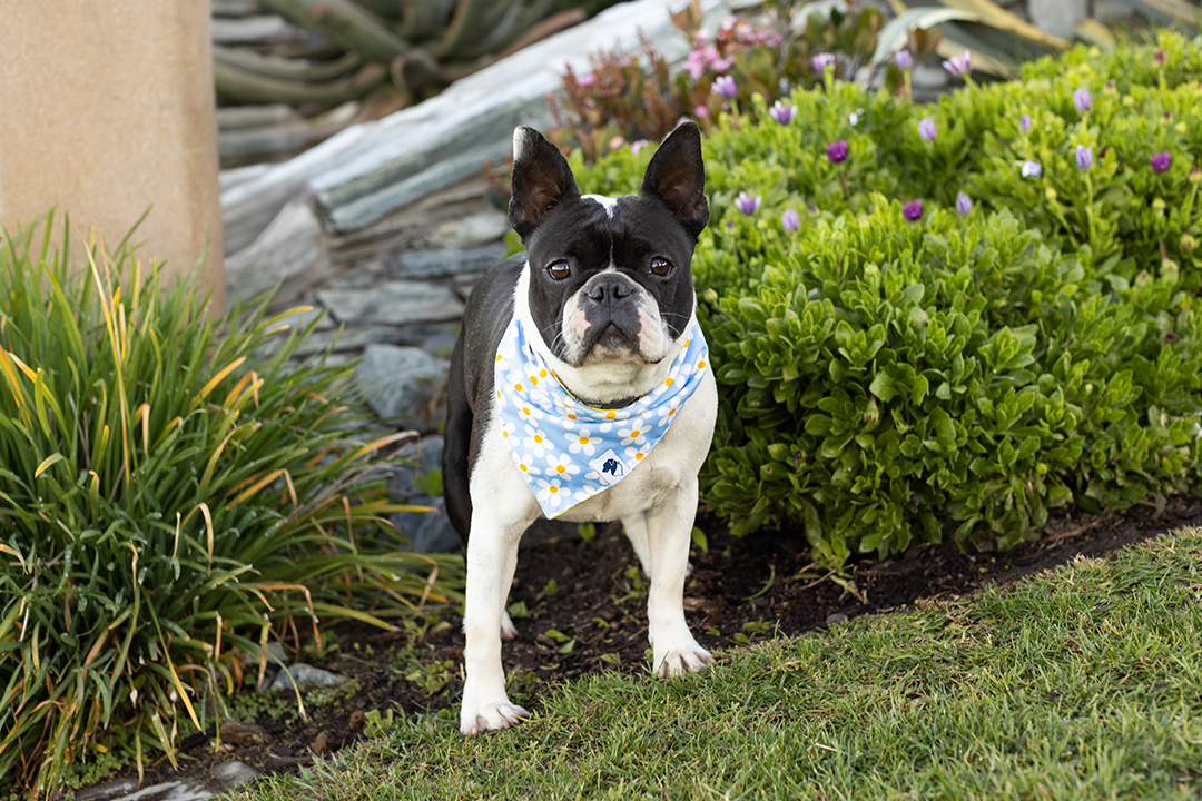 Bees & Daisy Dog Bandana