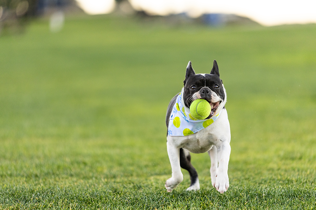 Ball Is Life Dog Bandana