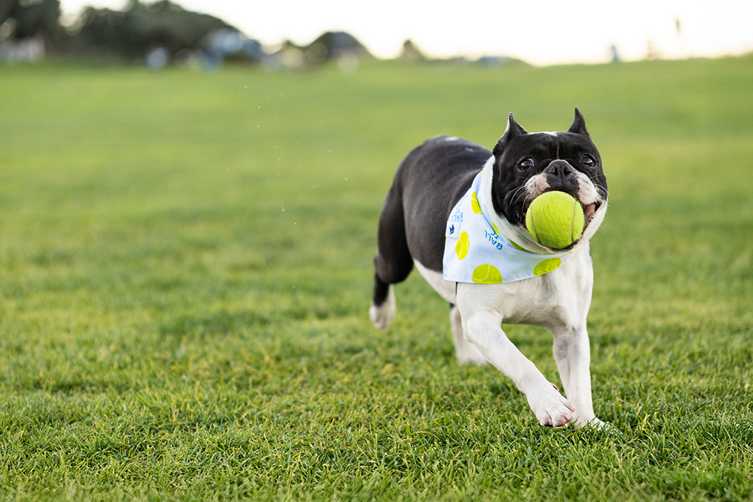 Ball Is Life Dog Bandana