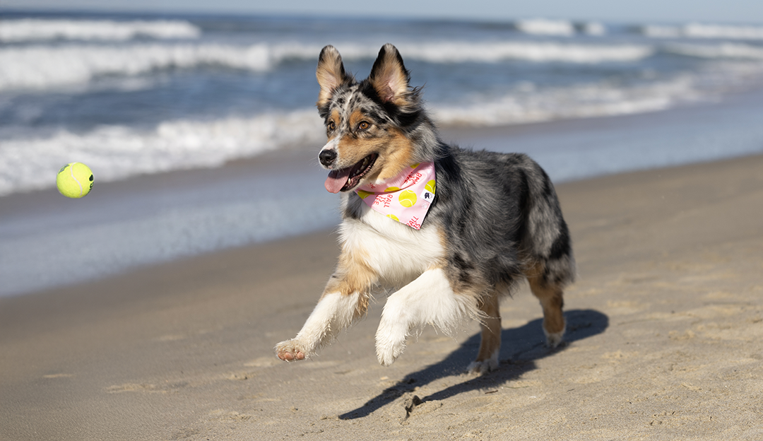 Ball Is Life Dog Bandana