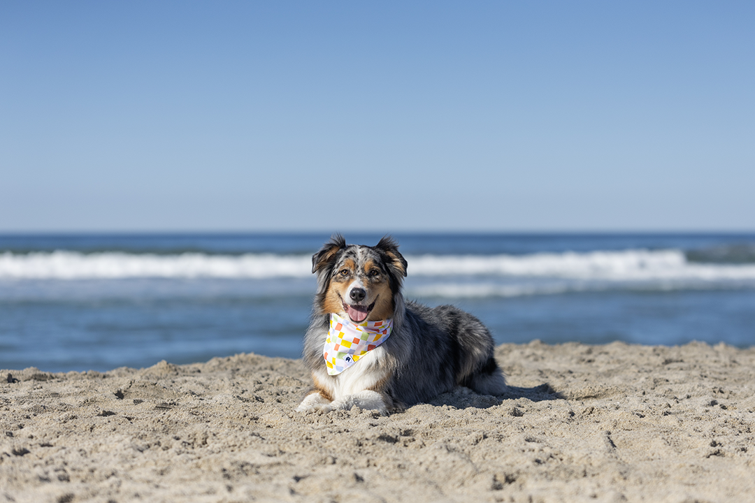 Popsicle Dog Bandana