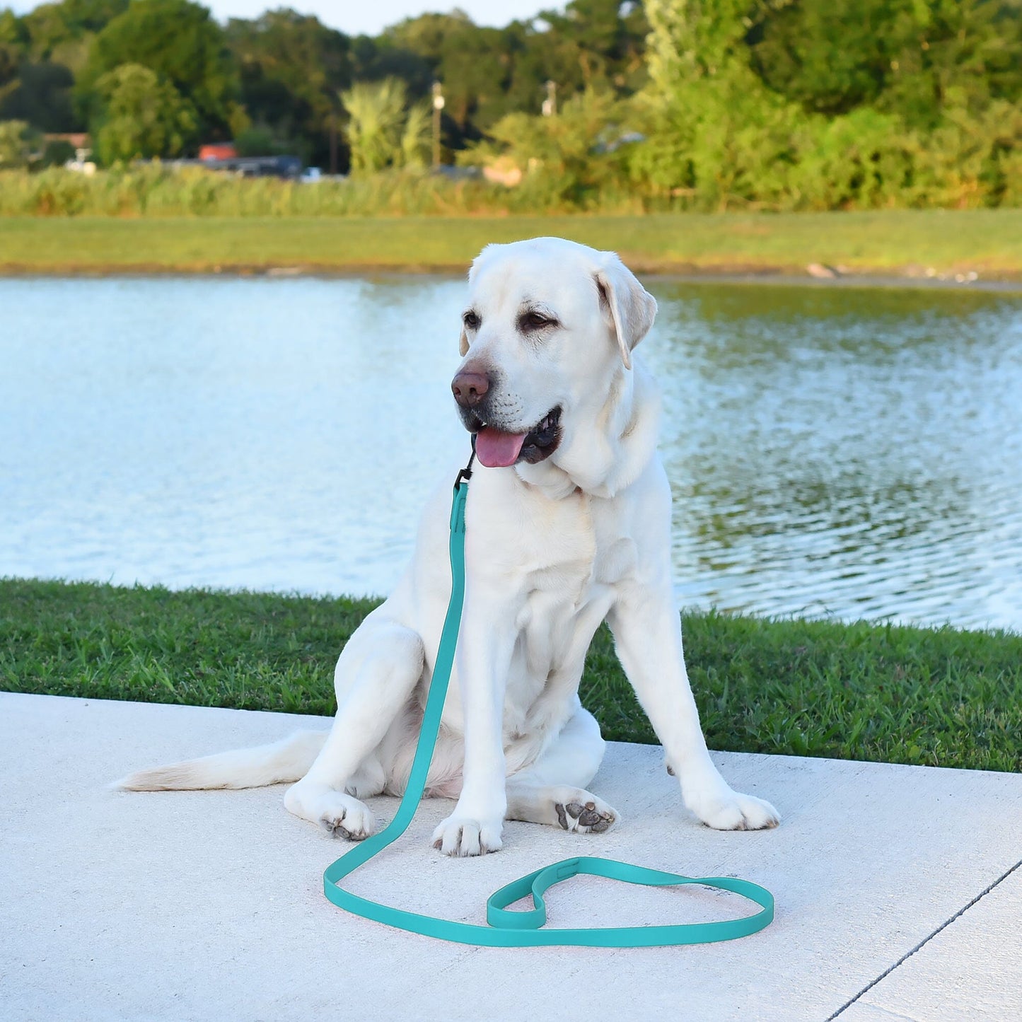 Biothane Waterproof Dog Leash 6 ft