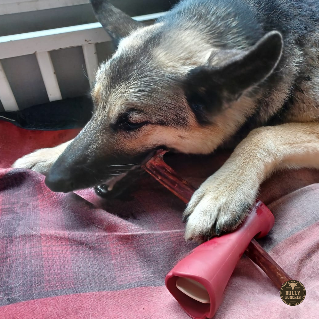 10-12 Inch Champion Chew