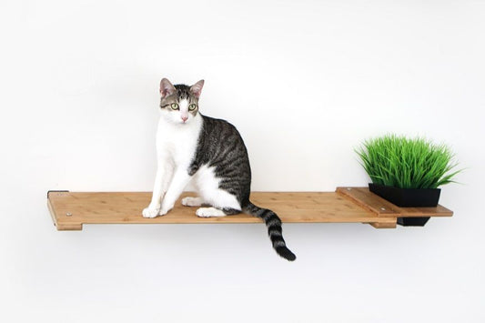 Cat Plant Stand for Wall