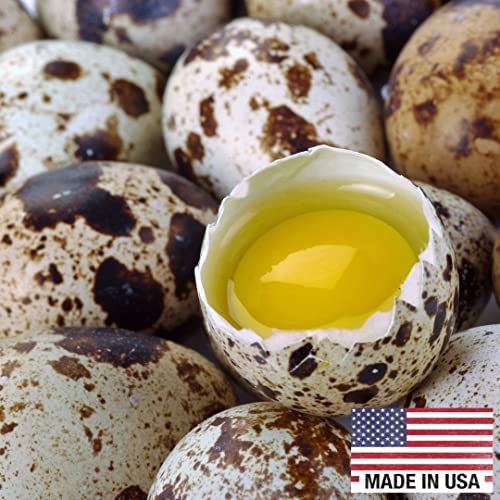 Fresh Quail Eggs Laid in the US