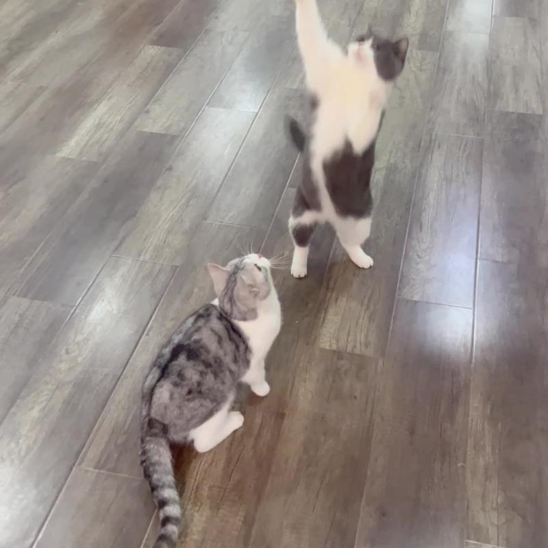 Parrot Cat Teaser Toy, Interactive