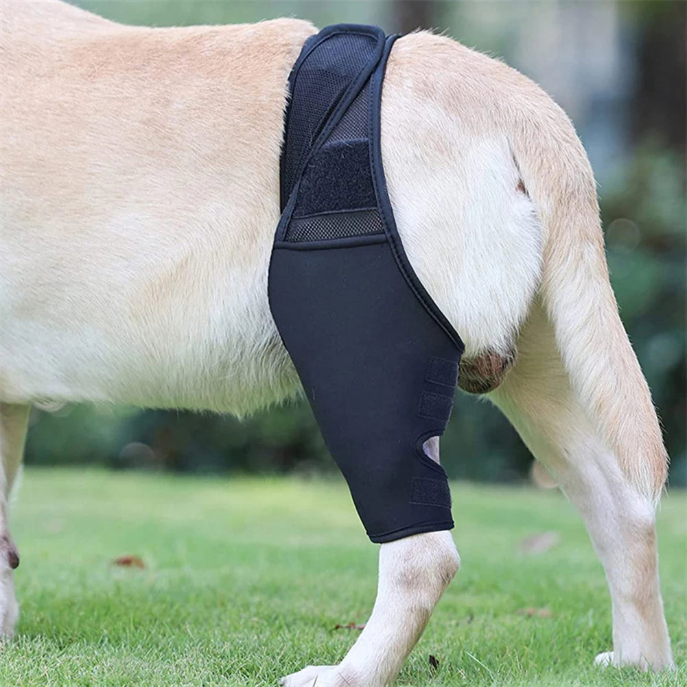 Universal Hip And Knee Brace And Protector For Dogs