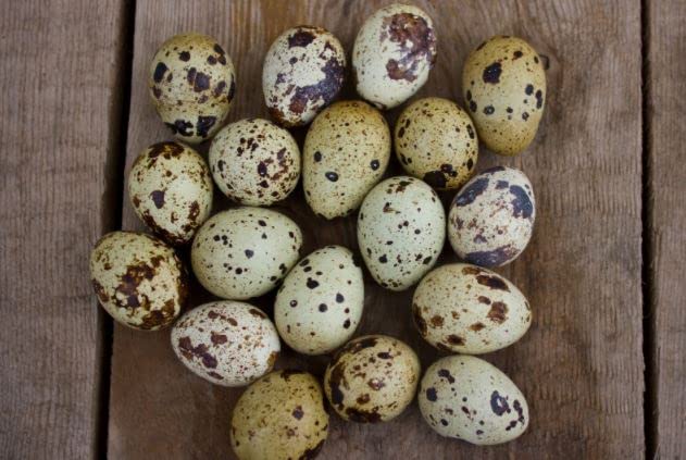 Coturnix Quail Fertile Hatching Eggs, 12 Count, Carefully Sourced and Selected for Quality, Ideal for Incubation and Sustainable Egg Hatching from Family Farms and Hatcheries picked daily fresh