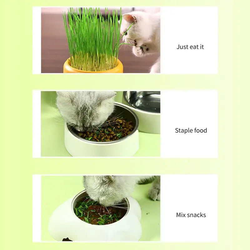 Hydroponic Box, Cat Grass Plant Bowl