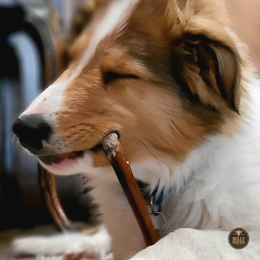 6 Inch Standard Bully Stick