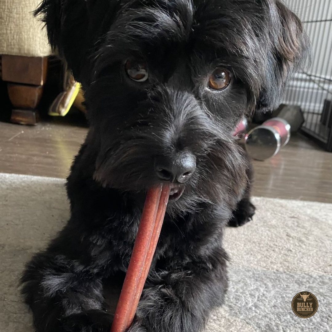 6 Inch Standard Bully Stick