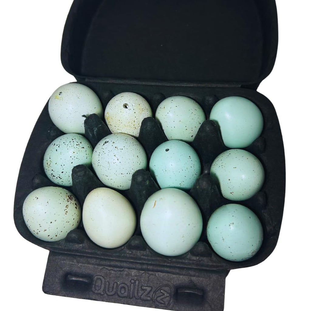 Hollowed Celadon Quail Eggs (Count of 10) Empty Natural Eggs for Crafts