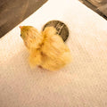 Button Quail Eggs -Eggs for Hatching
