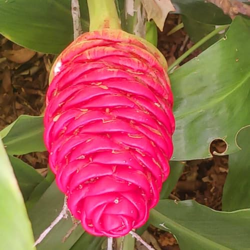 Hawaiian Awapuhi Shampoo Ginger Plant Rhizomes Starter Kit - 2 Rhizomes, Ideal for Cultivating Awapuhi Plant, Perfect Shampoo Ginger Rhizomes for Garden Enthusiasts and Beginners