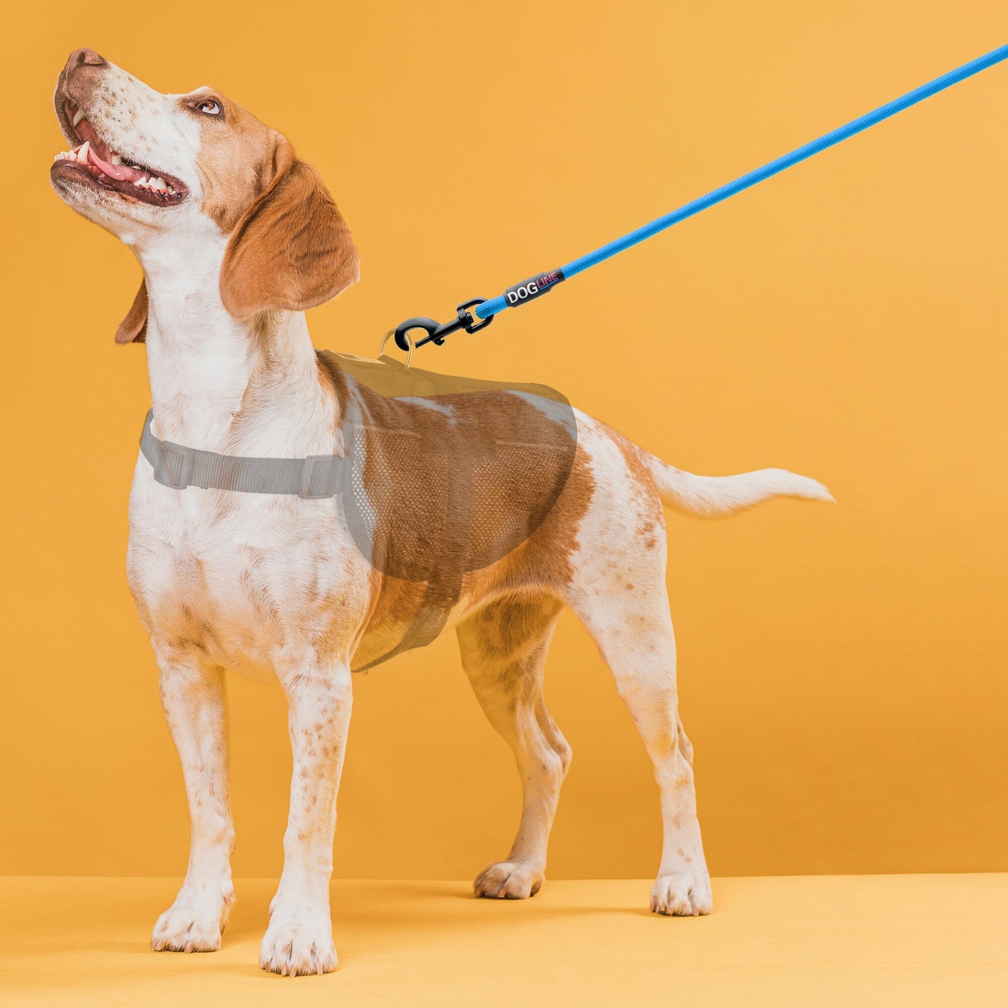 Nylon Round Dog Lead