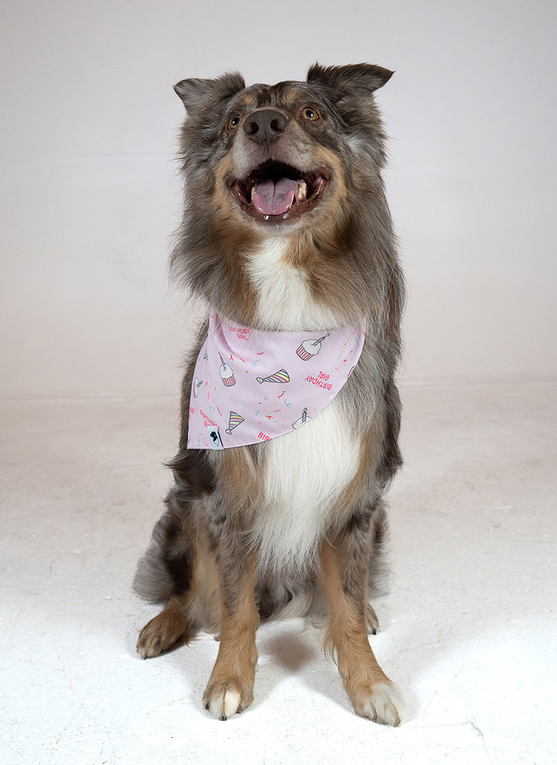 Birthday Girl & Gotcha Day Dog Bandana