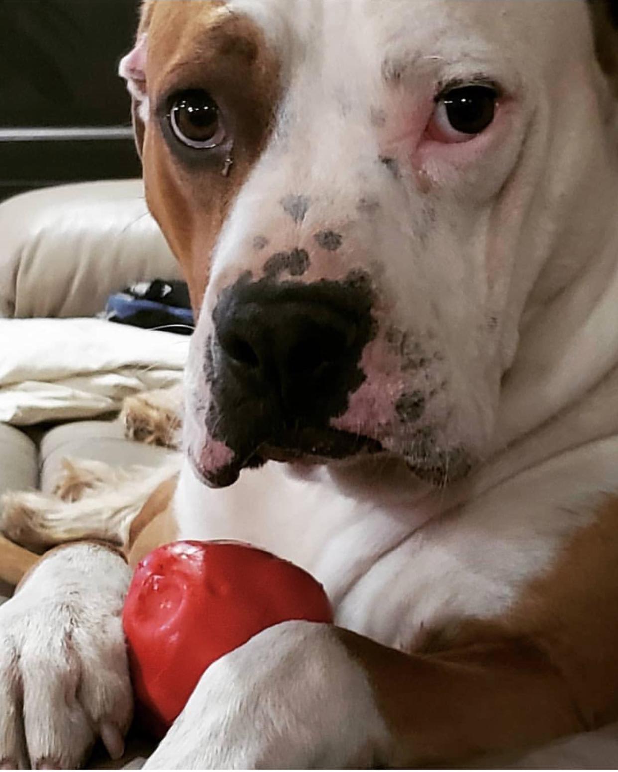 Asteroid Rubber Dog Chew Toy for Heavy Chewers | Red Retrieving Toy | USA Made