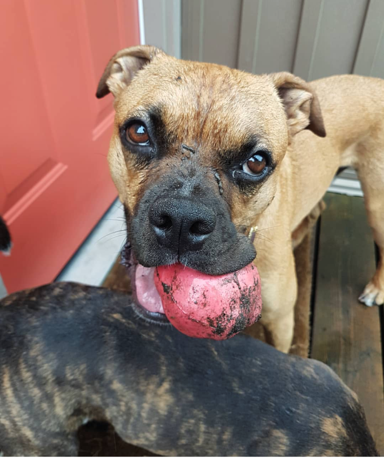 Asteroid Rubber Dog Chew Toy for Heavy Chewers | Red Retrieving Toy | USA Made