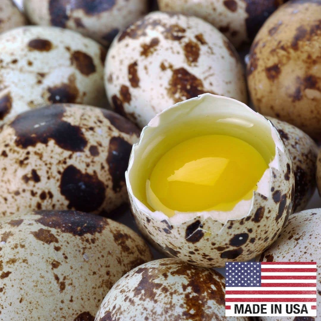 Fresh Quail Eggs Laid in the US
