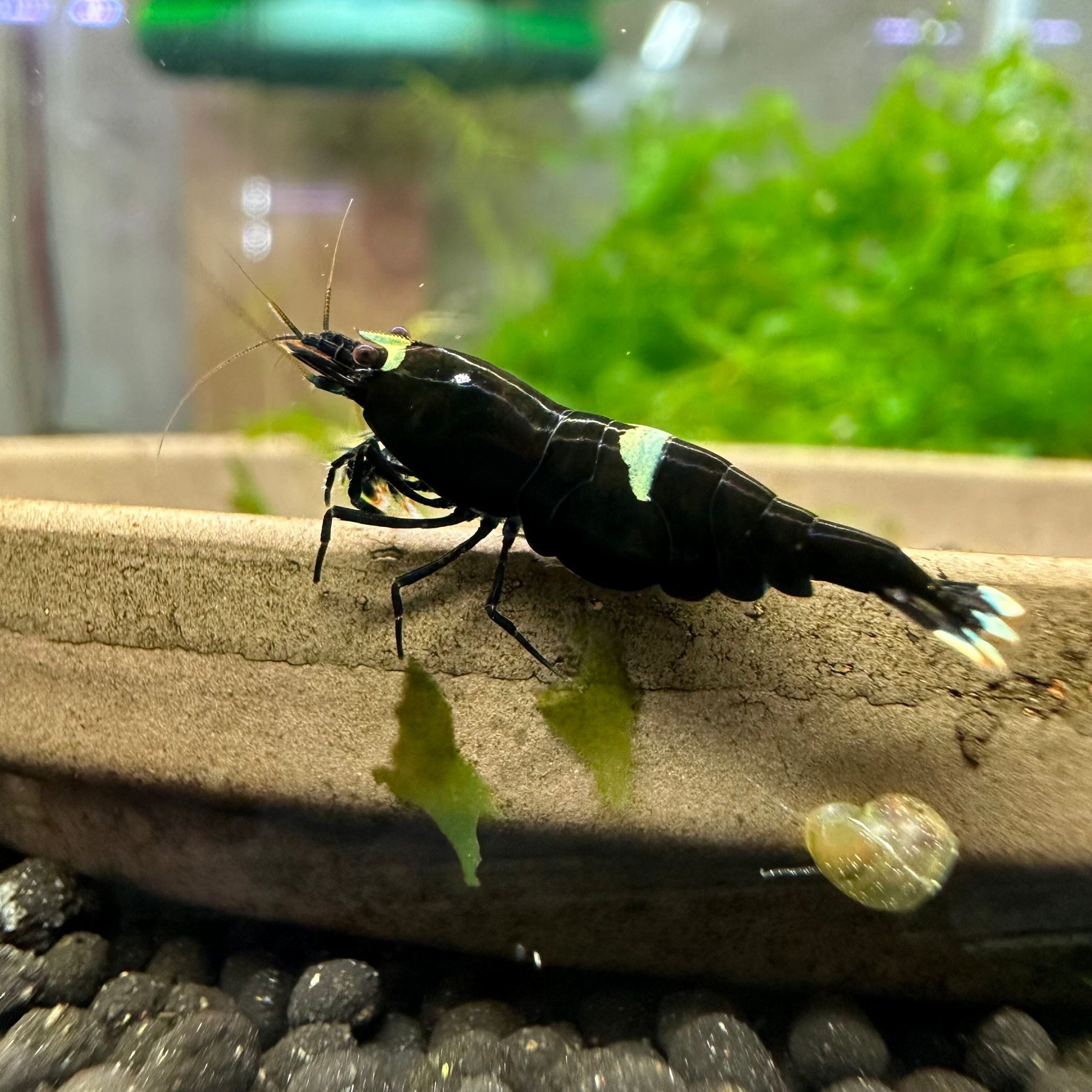 Black King Kong shrimp (pack of 6)