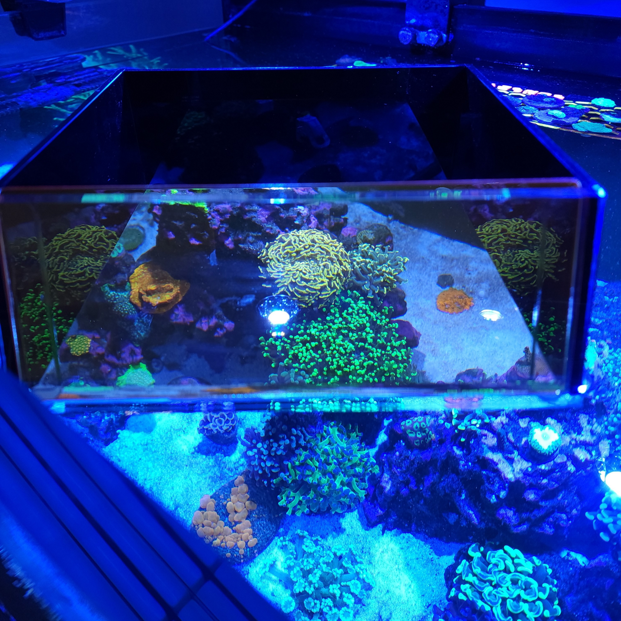 Top Down Viewer Zoa - 8" panel