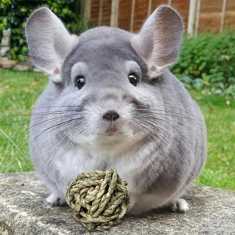 Bunny and Hamster Chew Toys