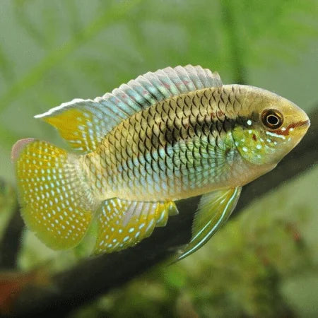 Laetacara curviceps (Dwarf Flag Cichlid)
