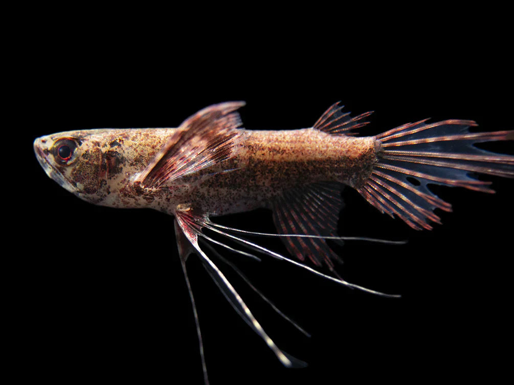 African Butterfly Fish (Pantodon buchholzi)