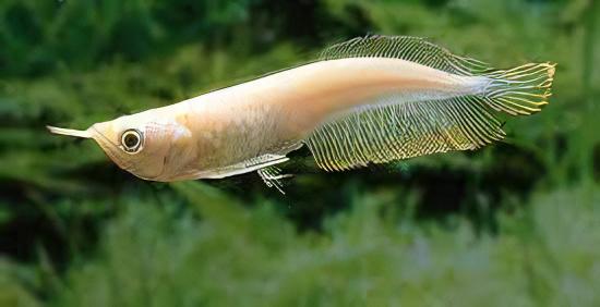 Albino Silver Arowana (Osteoglossum Bicirrhosum)