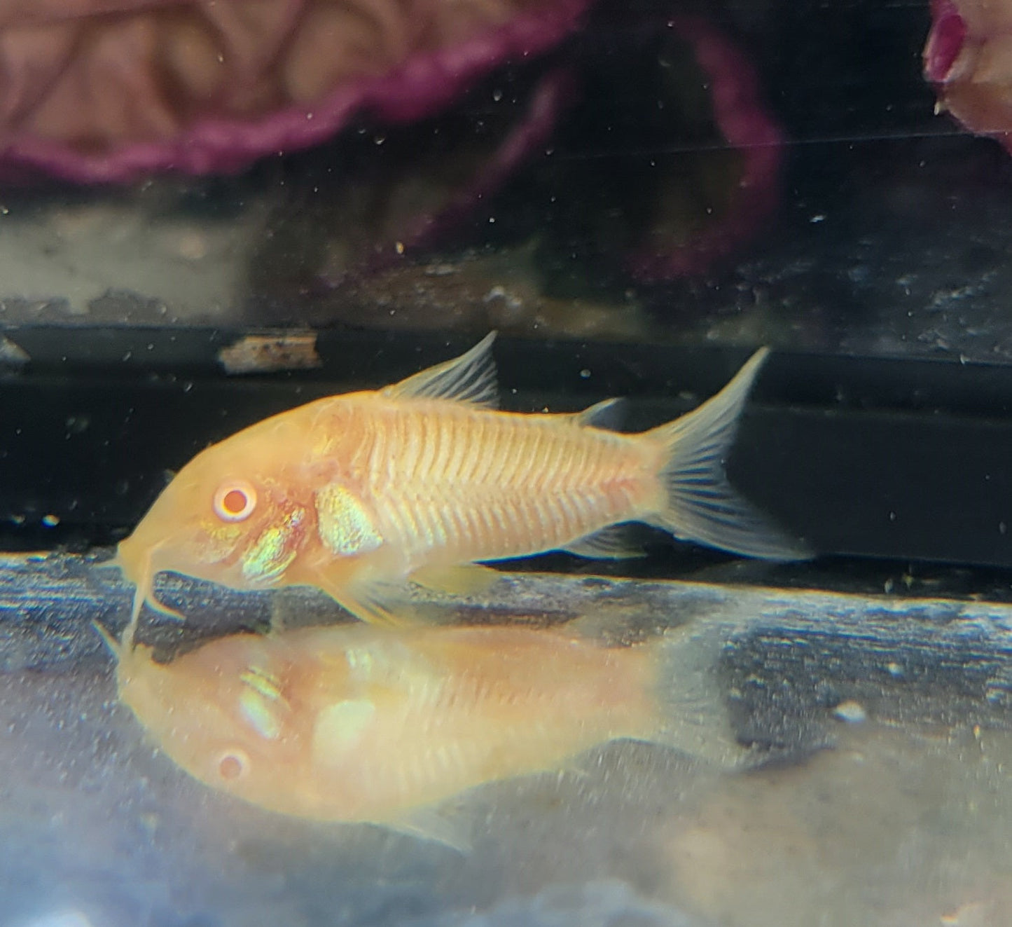 Aeneus Albino Cory (Corydoras aeneus var. albino)