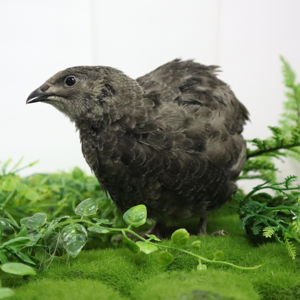 Black Quail Hatching Eggs - Pure Breed, Ideal for Aviary Hobbyists & Breeders