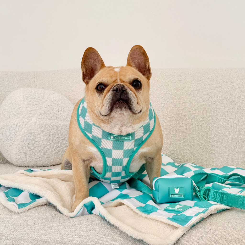 Frenchie Blanket - Aqua Checkered