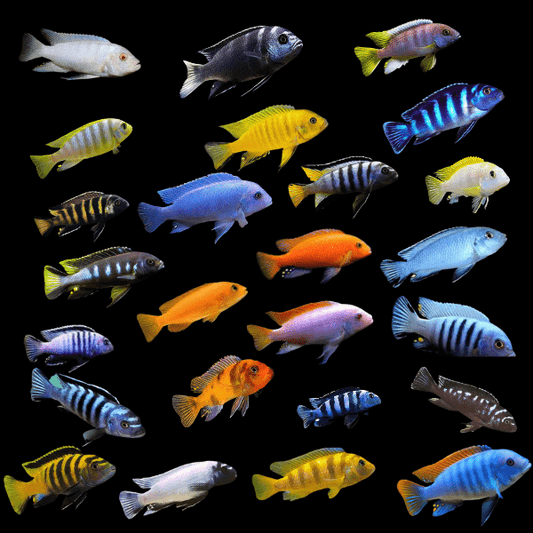 Assorted Elongatus Cichlid 2"