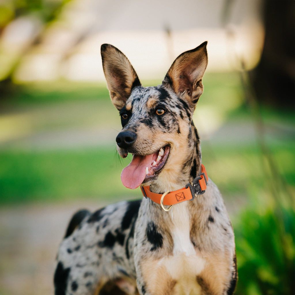 Dogline Pebble Emboss BioThane Dog Collar with Heavy Duty Cobra Buckle