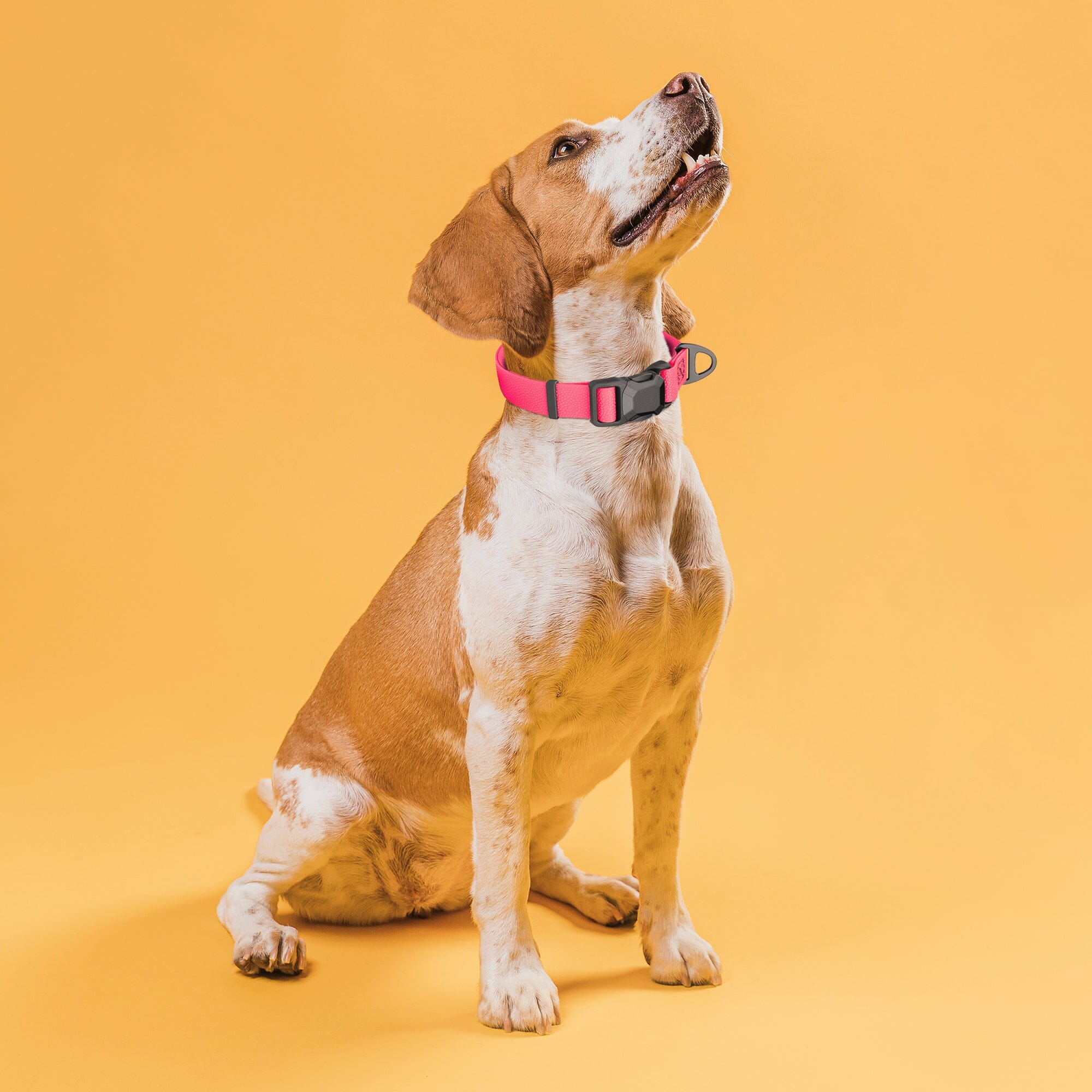 Dogline Pebble Emboss Biothane Dog Collar with Magnetic Buckle