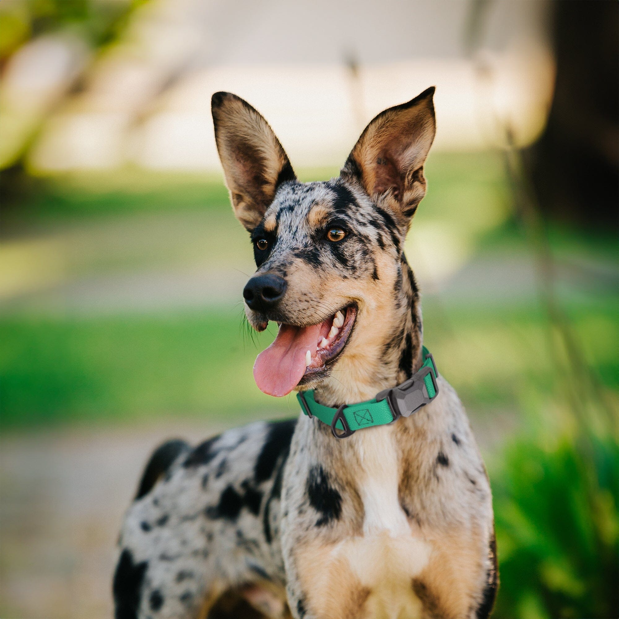 Dogline Pebble Emboss Biothane Dog Collar with Magnetic Buckle