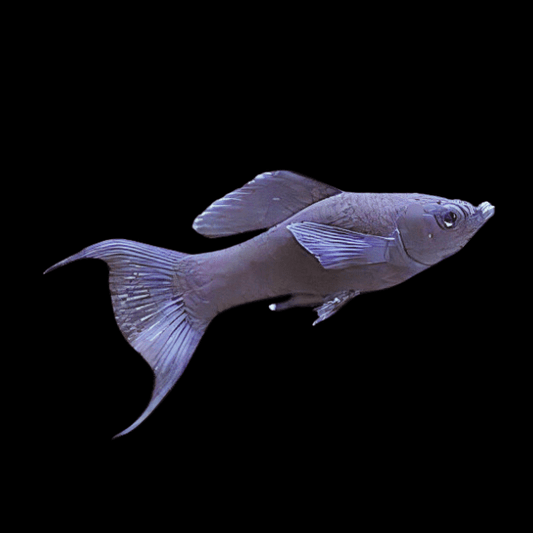 Black Lyretail Molly