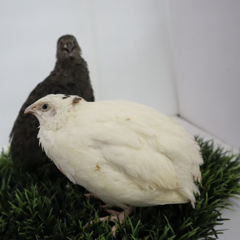 Black and White Edition Quail hatching eggs