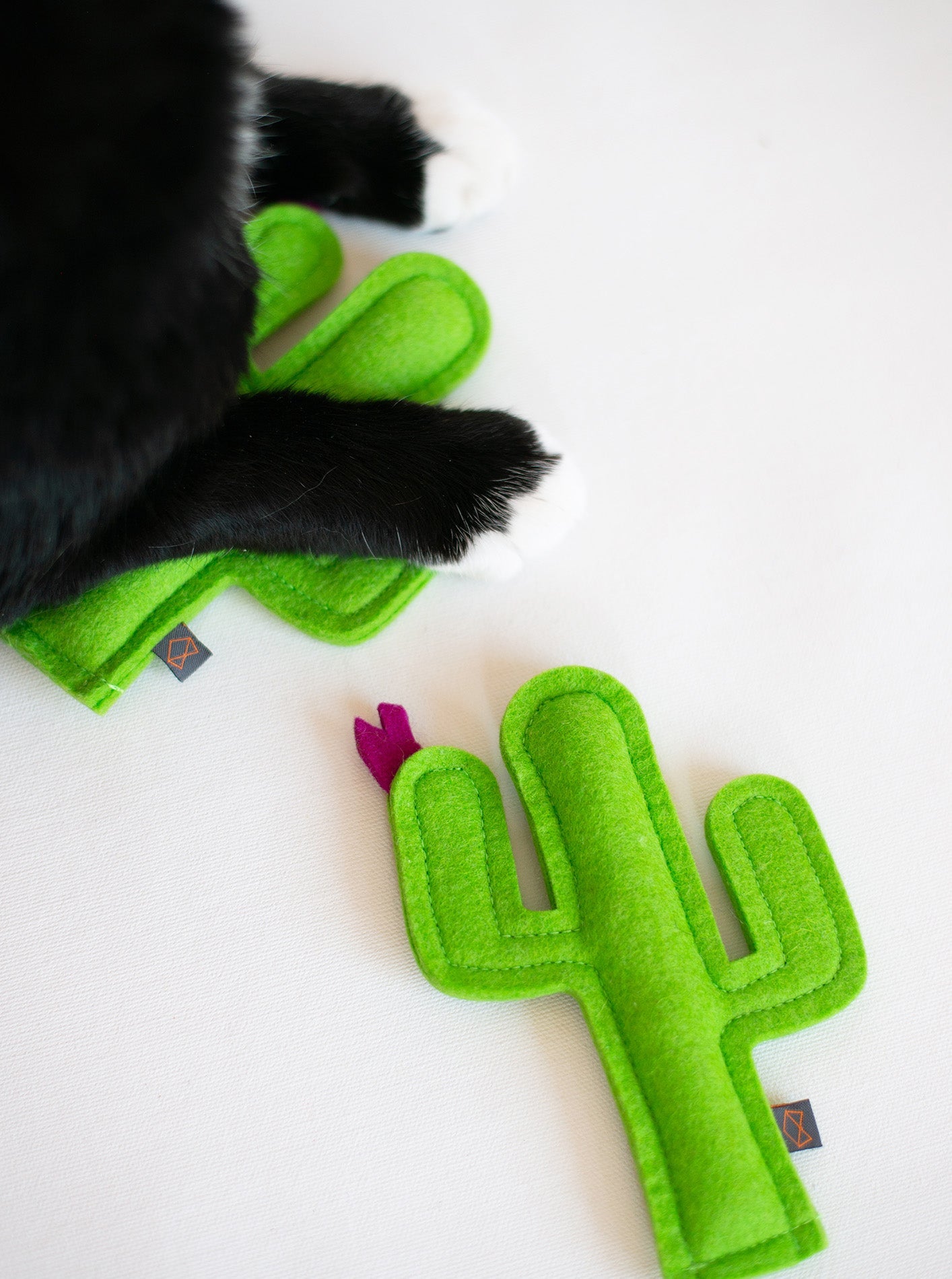 KITTY CACTUS