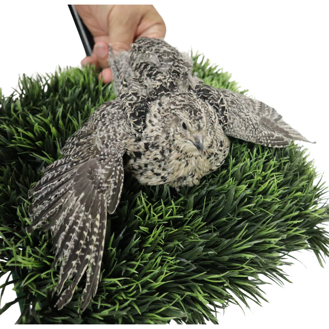 Fertile Quail Eggs – Choose Your Variety