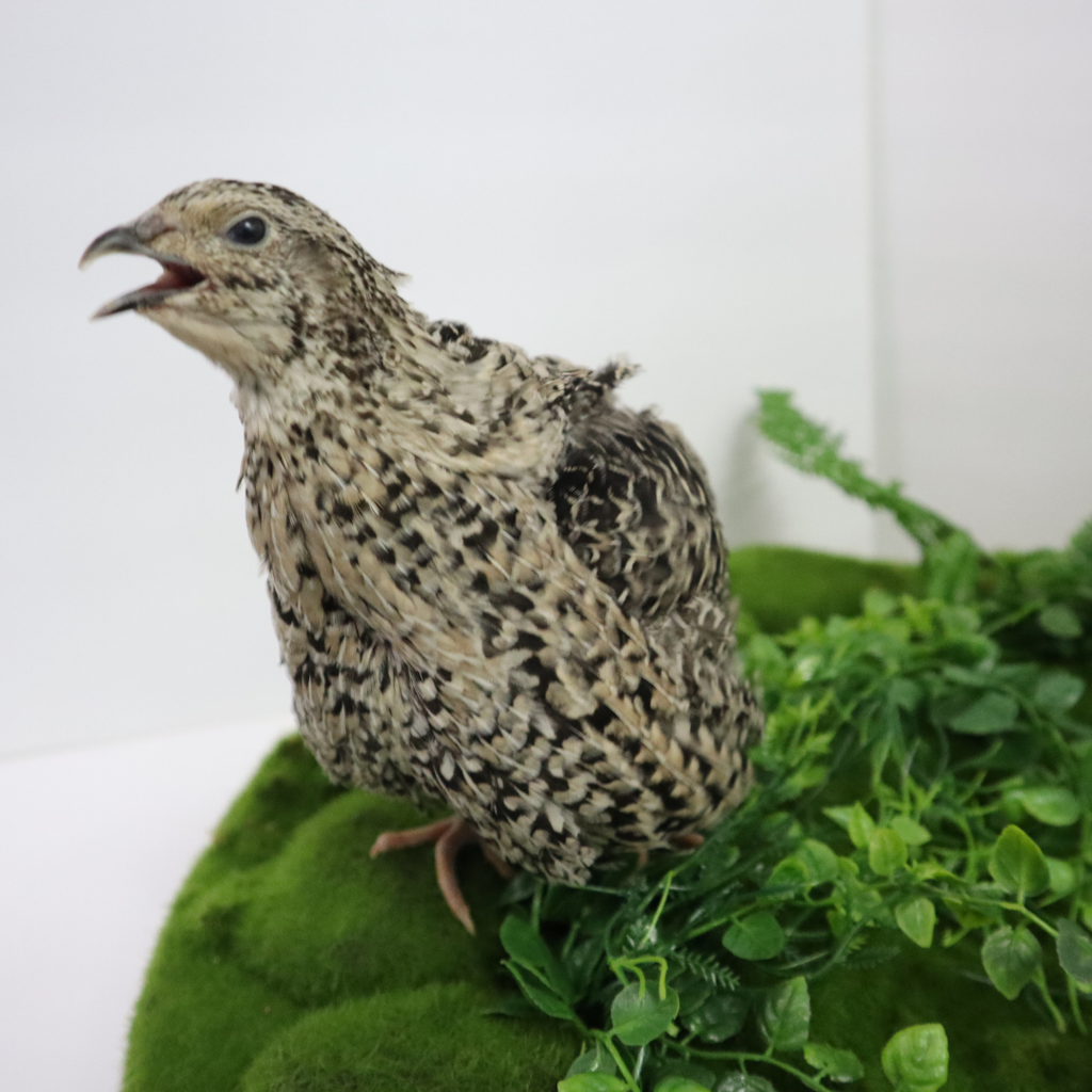 Calico Quail Hatching Eggs – Fertile Eggs for Incubation